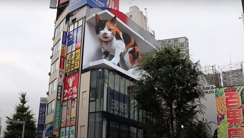 3D-кот развлекает жителей Токио