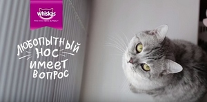 Whiskas и BBDO Moscow помогли найти ответы на вопросы кошек