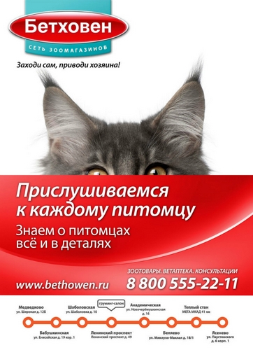 Bethoven_CAT_A4_ear1.jpg